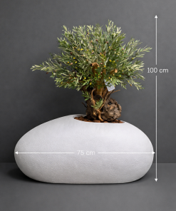 Artificial Olive Bonsai Tree in Modern Oval Planter