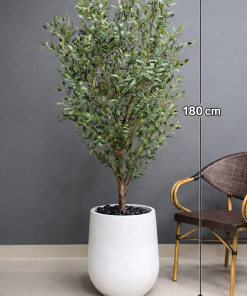Slim Contemporary Olive Tree