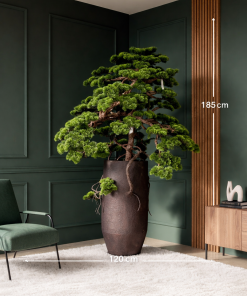 Grand Imperial Bonsai Tree