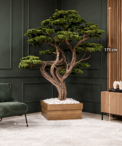 Royal Twin-Trunk Bonsai Tree
