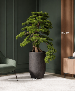 Elegant Cascade Bonsai Tree